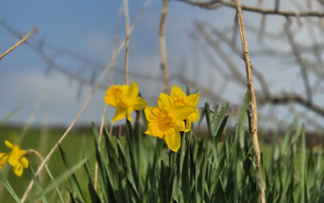 Spruce up for Spring